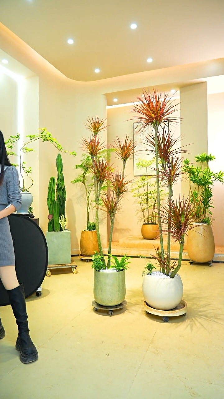 不开花植物企*一物一拍落地款千年木