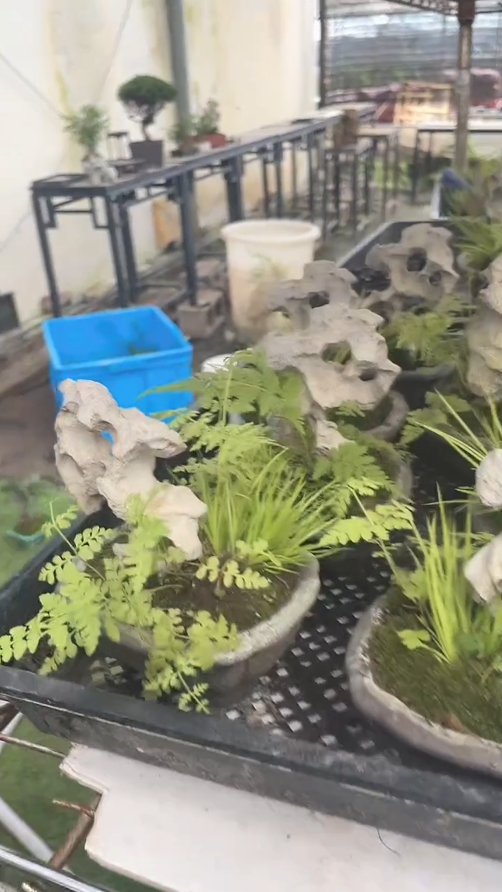 无花朵紫砂云脚盆 附石菖蒲