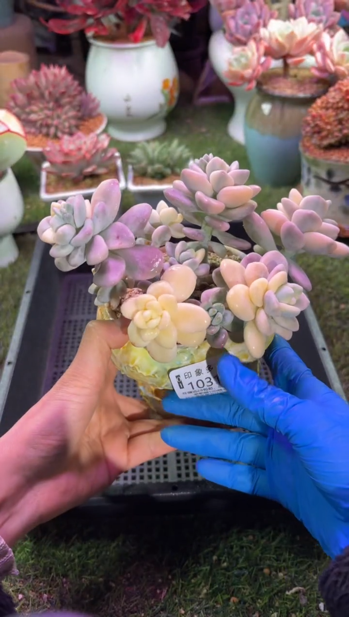 【闪购商品】10316