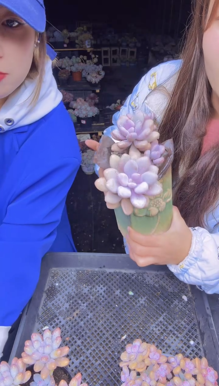 幸****远007桃蛋一物一拍所见即所得