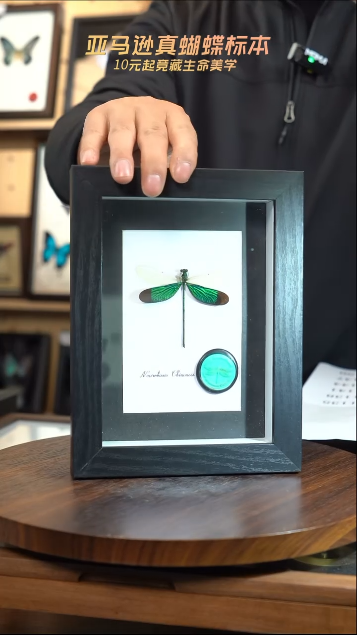 华艳色蟌火漆章版7寸黑框