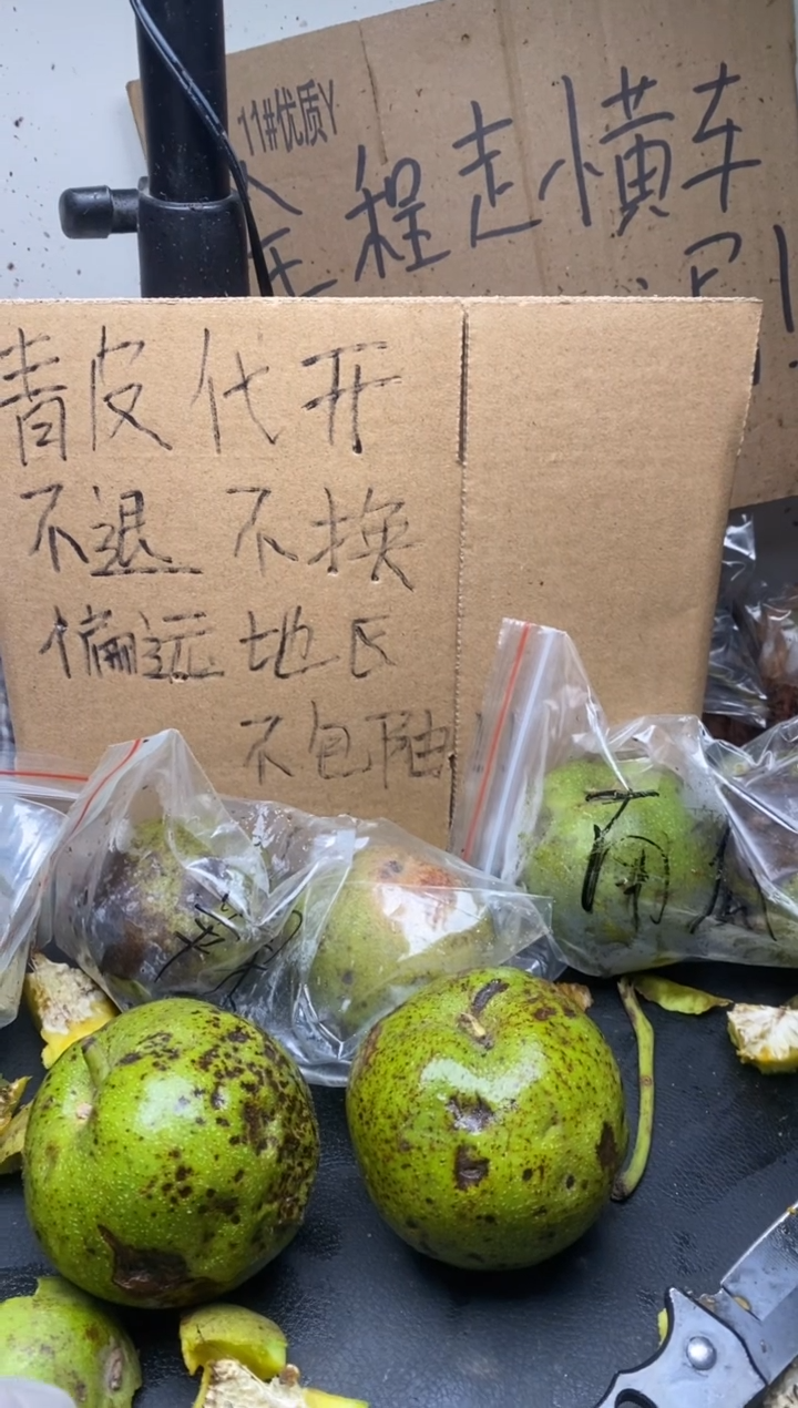 不退不换ZWF蛤蟆头13