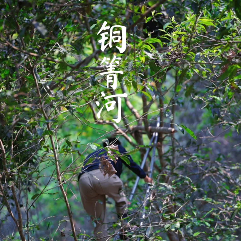 【普洱供销集团】铜箐河散料 普洱茶