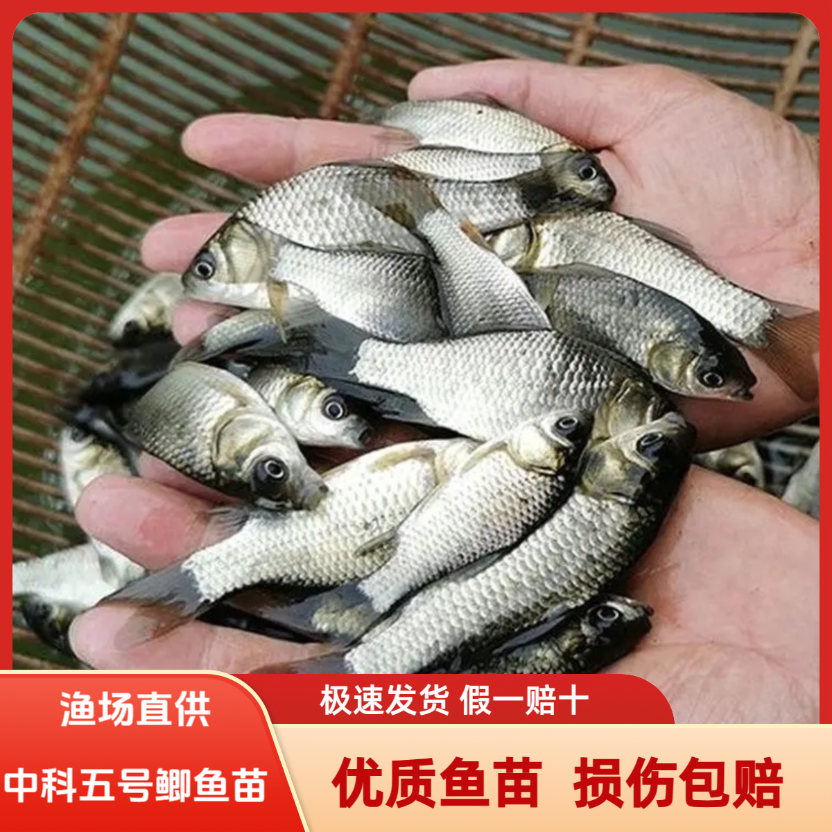 中科五号鲫鱼大板鱼苗鲫银鲫麻鲫淡水冷水鱼小鲫鱼批发养殖饲料鱼