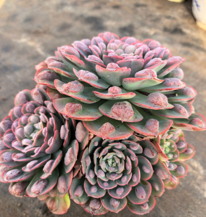 单头爆崽起大雨滴   多肉