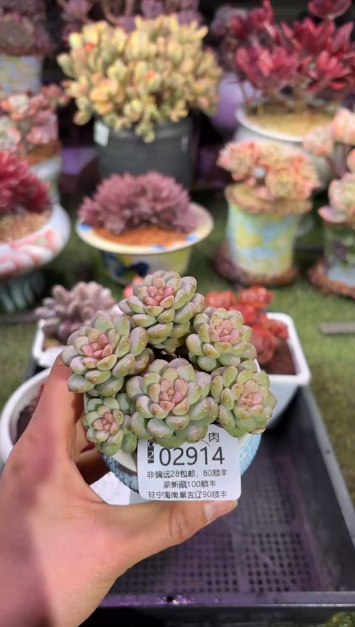 【闪购商品】02914