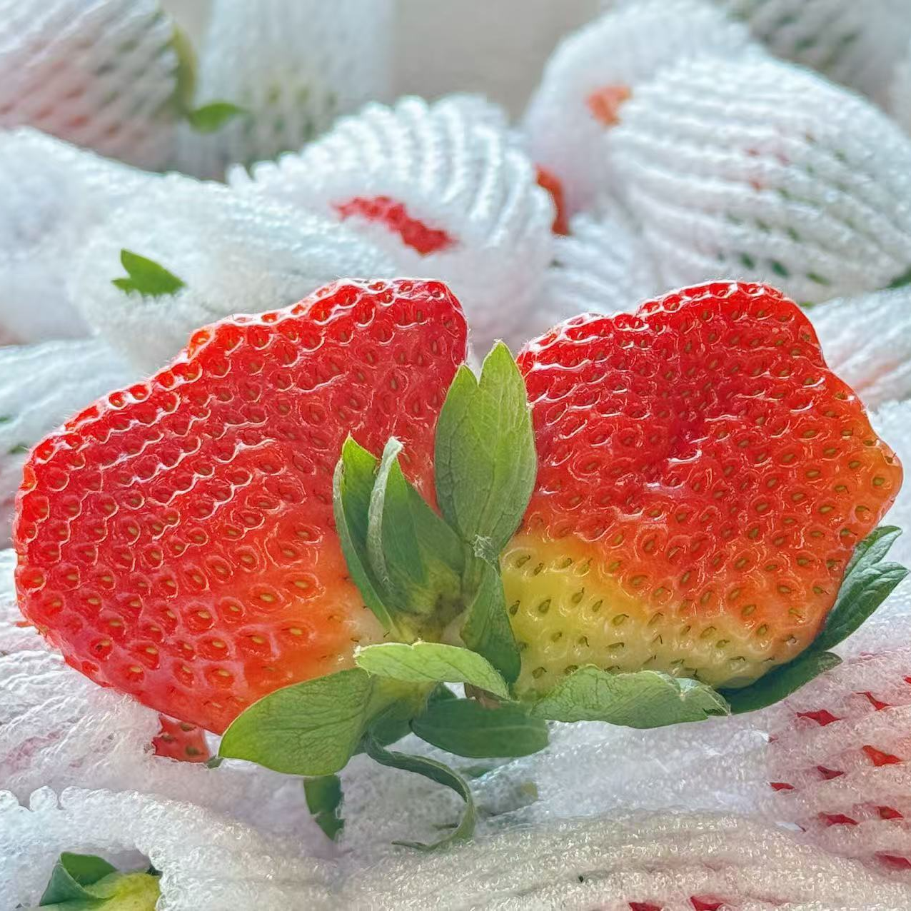 【4盒】四川大凉山高原露天草莓新鲜水果红颜牛奶草莓孕妇小孩水果