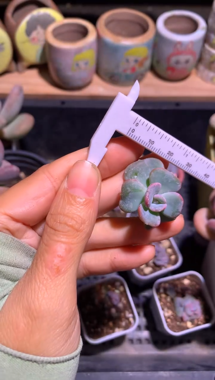 韩国爱的松多肉哈