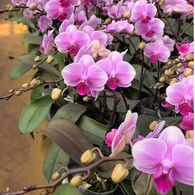 【糖果】蝴蝶兰带花发货室内好养耐开绿植花卉广州直发