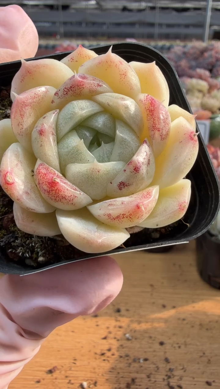 东云多肉园三店-57