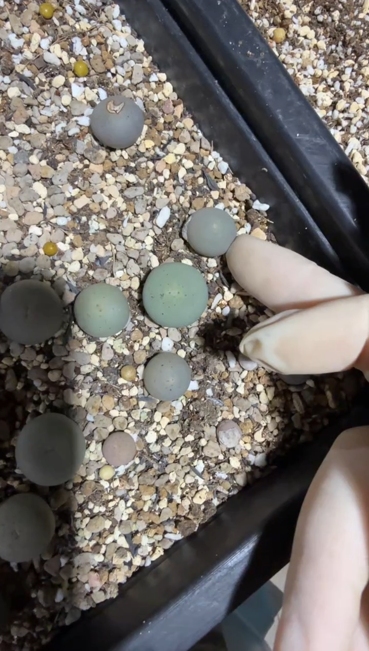 卓*念25.12.30-念念