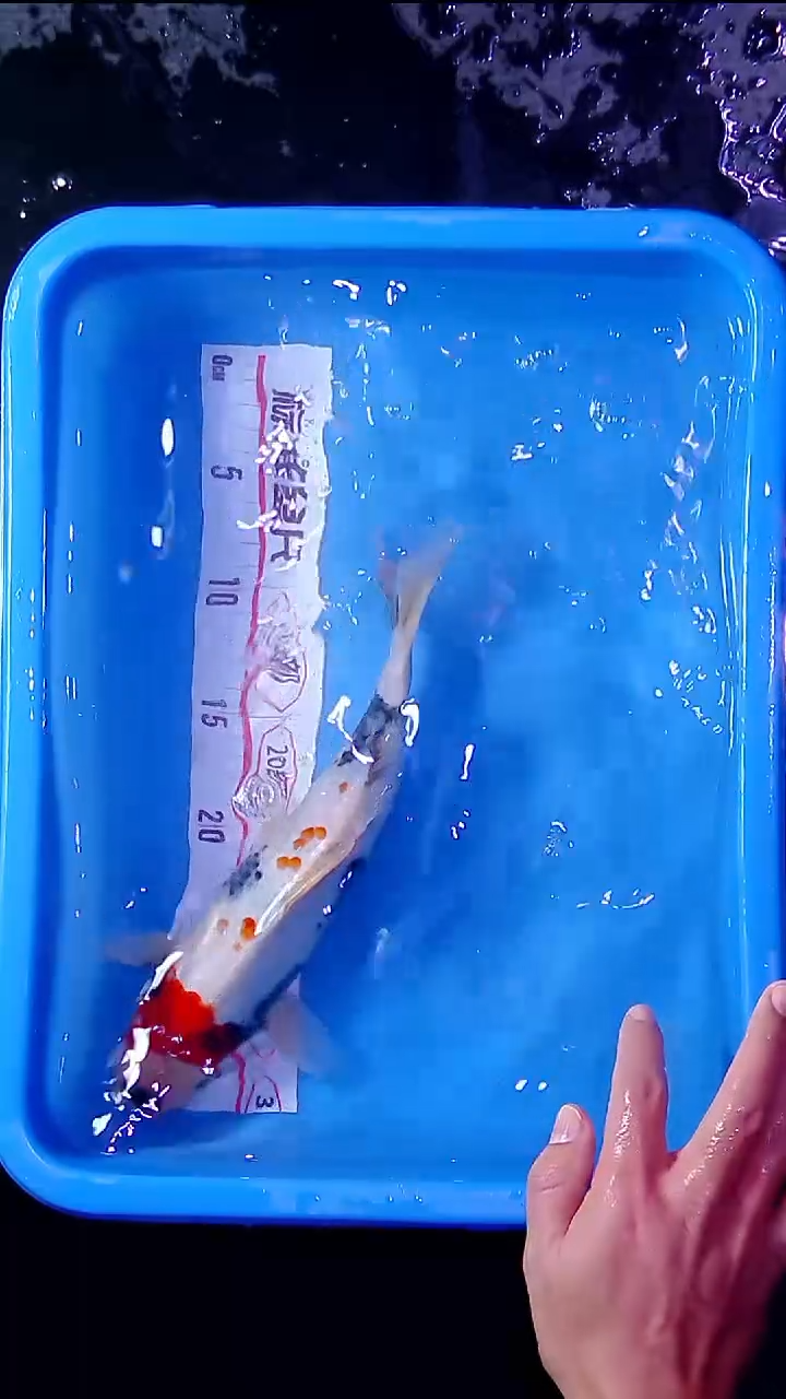 锦鲤锦鲤直播间菁选 对版发货 20