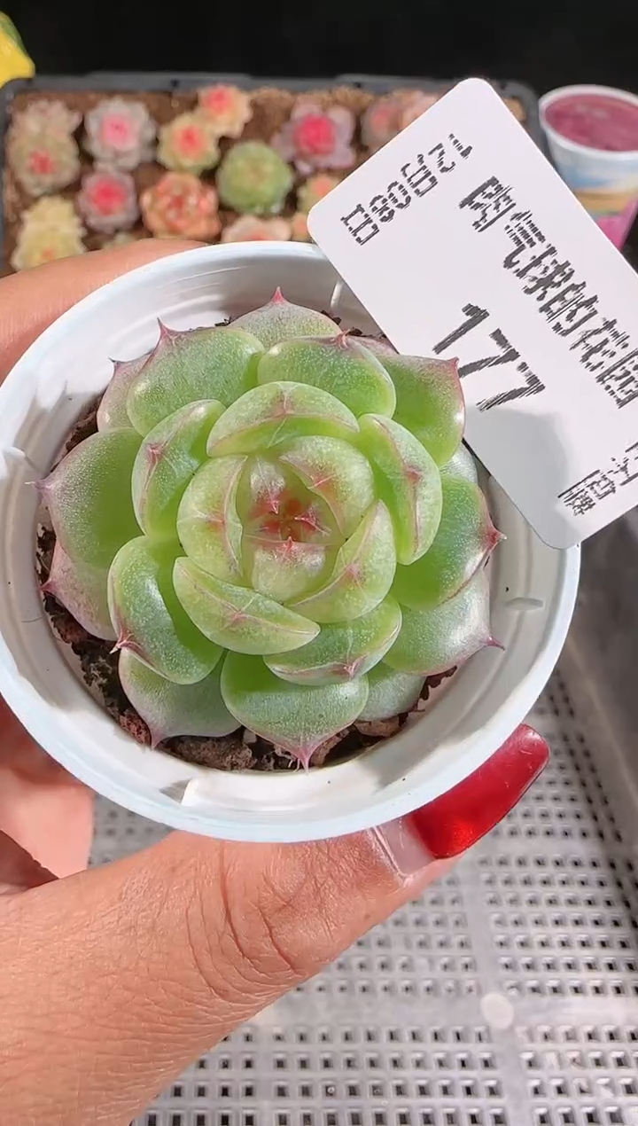 1208-177海王心多肉群生不包整