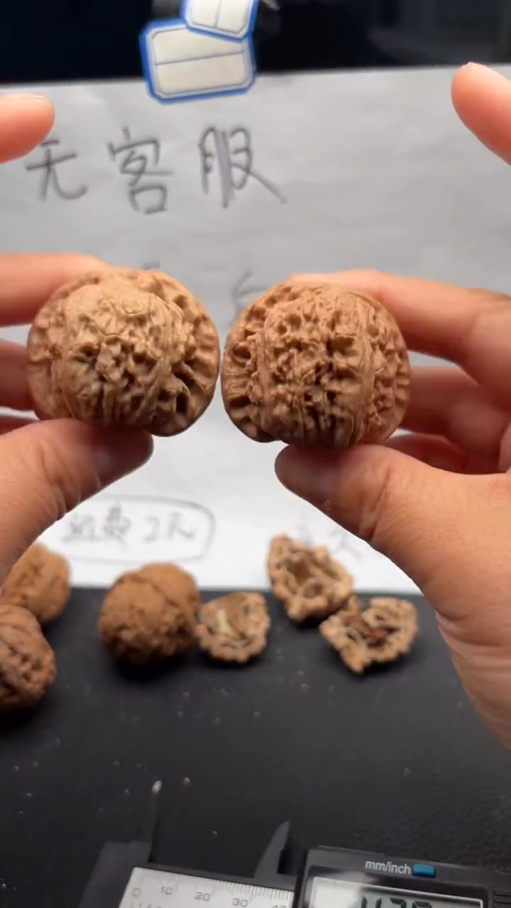 把件文玩核桃537白狮子