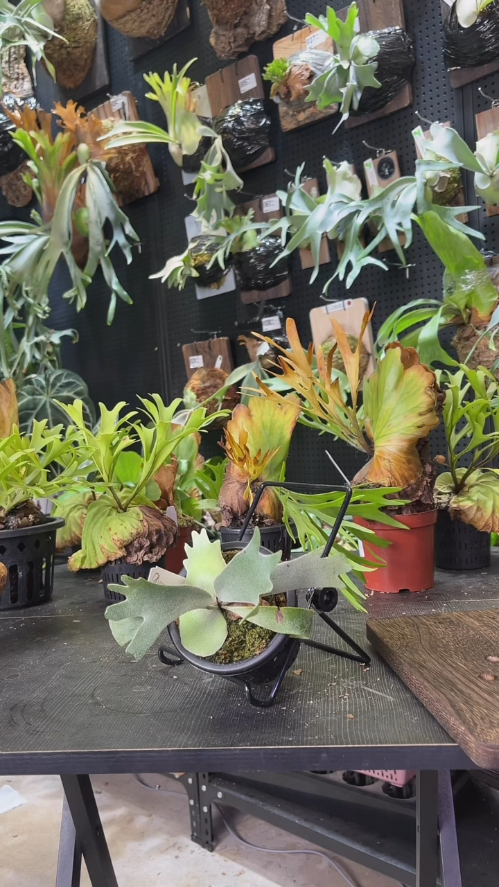 完全开放A9孢子苗上板