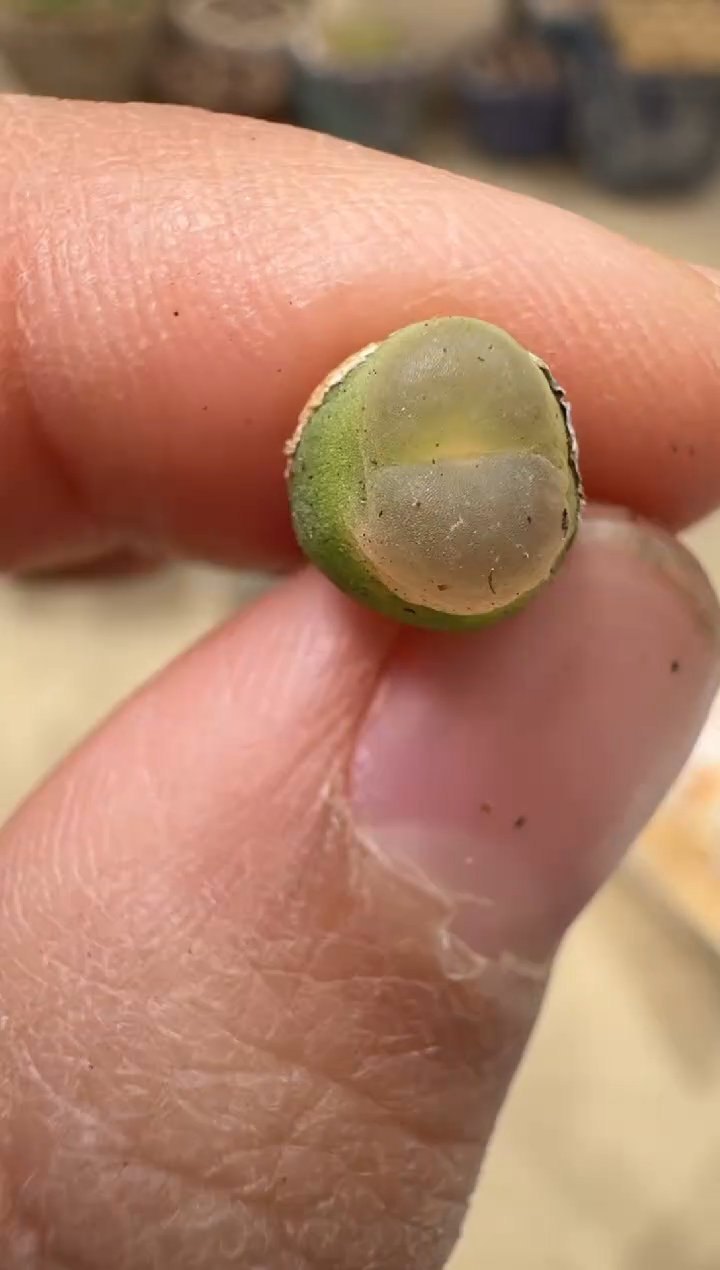 多肉植物肉锥3-213