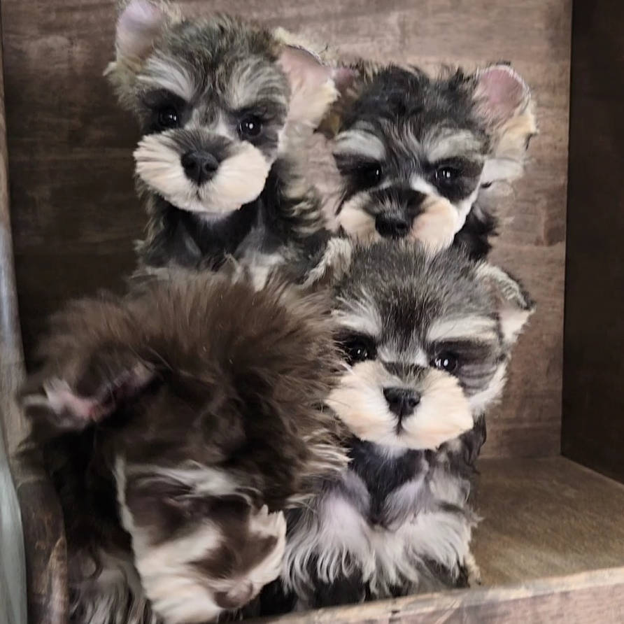 （契约雪纳瑞）精品萌系小体雪纳瑞浅椒盐咖啡色黑银色活体宠物狗