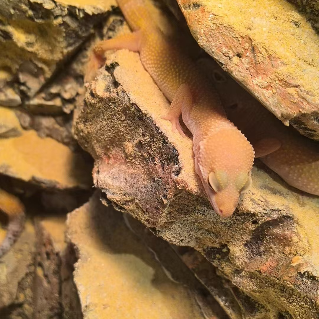 活体改价专属链接