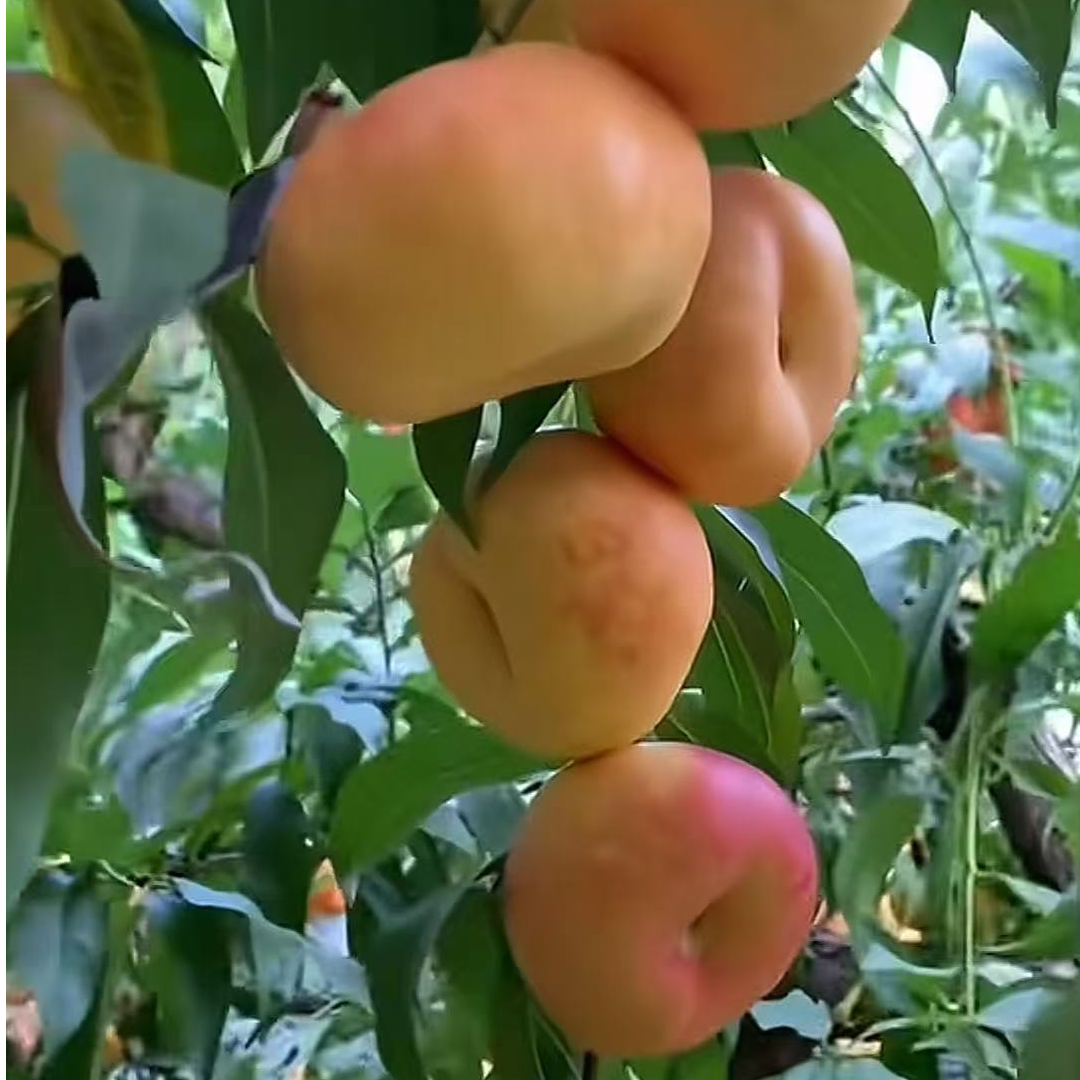 中油蟠味帝黄肉油蟠桃苗一年苗