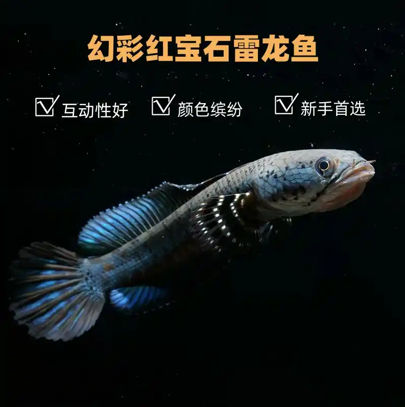 【幻红】幻彩红宝石雷龙 新手必玩 俗称幻狗 雷龙中的哈士奇 