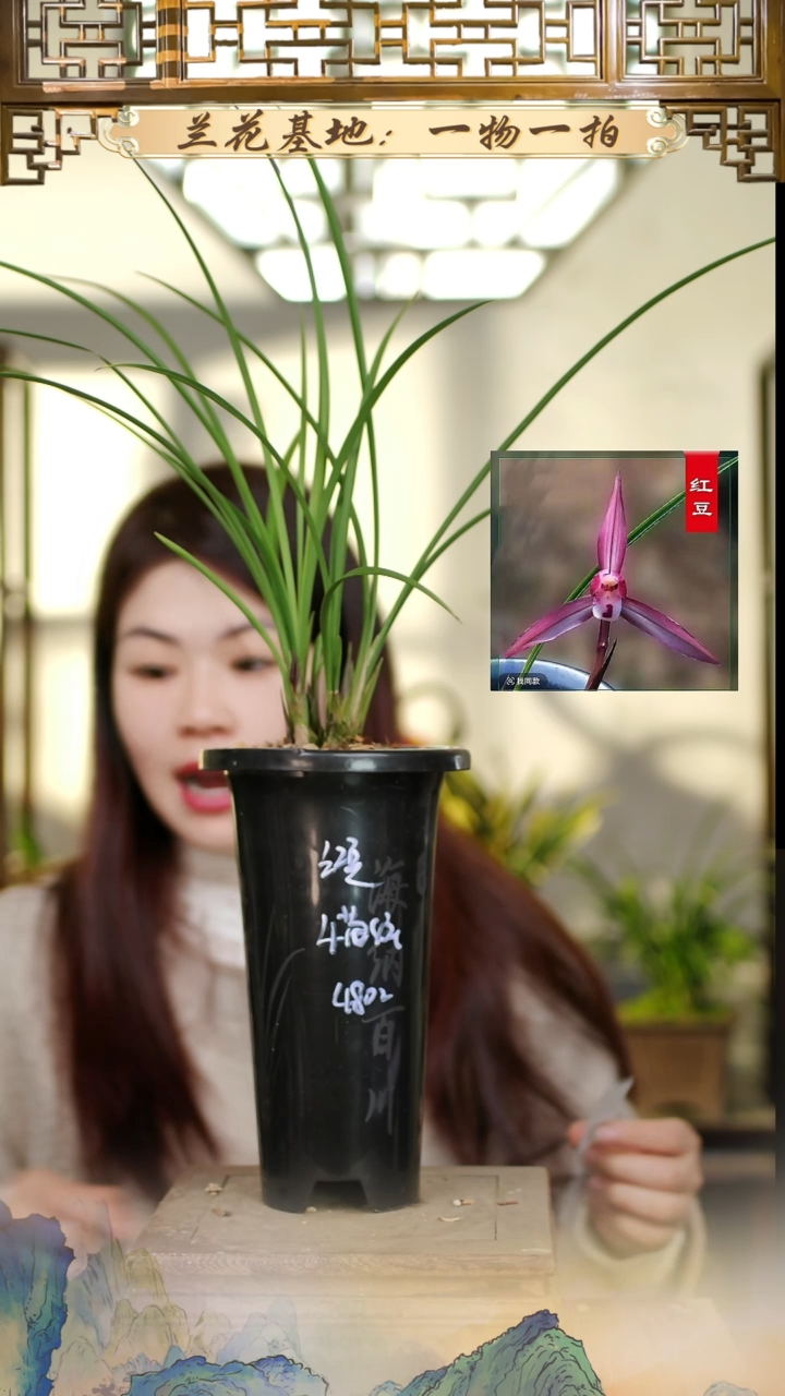 全部花苞红豆4苗4花苞