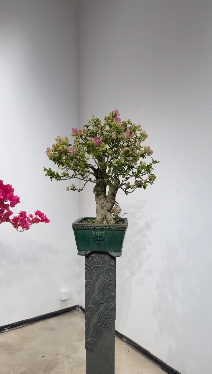 完全开放-**生绿樱三角梅