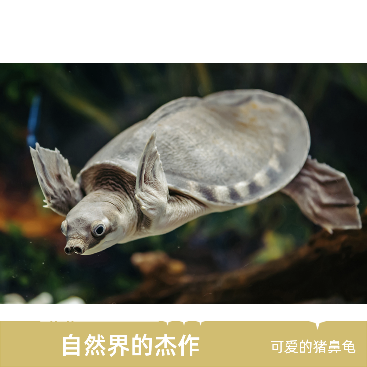 超萌好物直播间选龟专用宠物饲养龟猪鼻龟蛇颈龟马塔龟