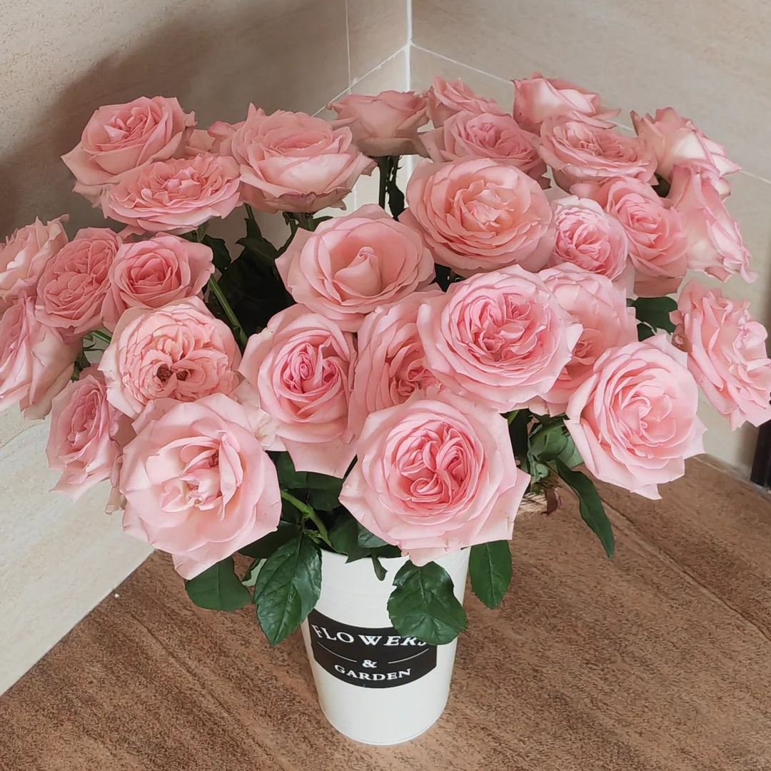 【源头优选】香水宝塔玫瑰任意2单鲜花包邮 发货后不支持退款