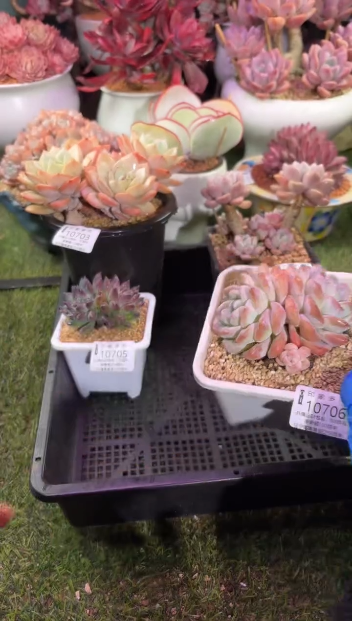 【闪购商品】10706