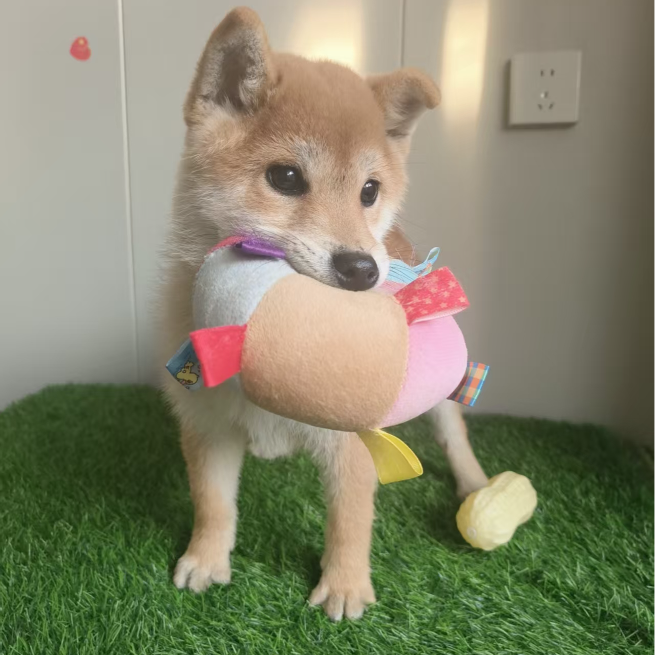 狗狗互动训练可爱陪伴