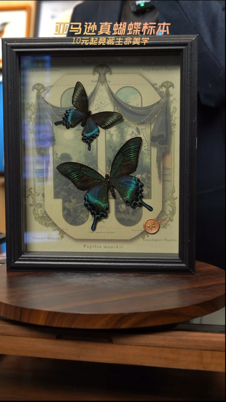 绿带翠凤蝶春夏型组合复古窗花款