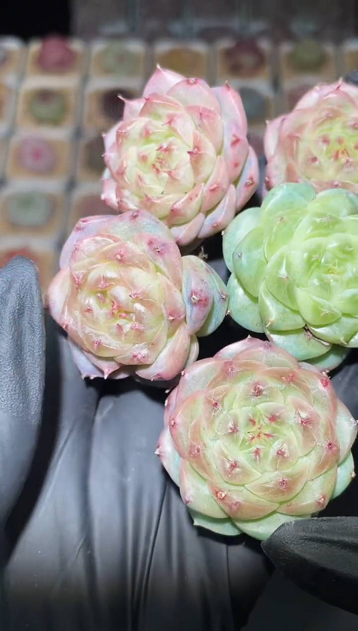 闪购2874 婚戒多肉一颗  3.5-4厘米