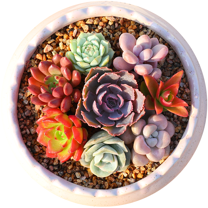 随机5颗多肉植物