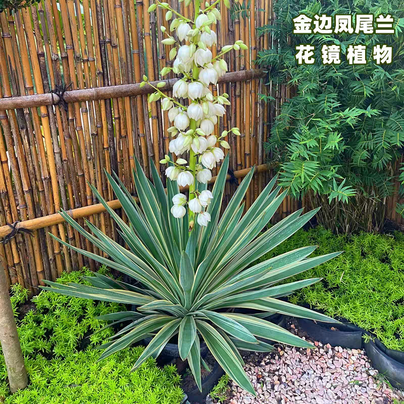 金边凤尾兰盆栽金边丝兰龙舌兰多年生阳台花镜植物耐热寒四季常绿