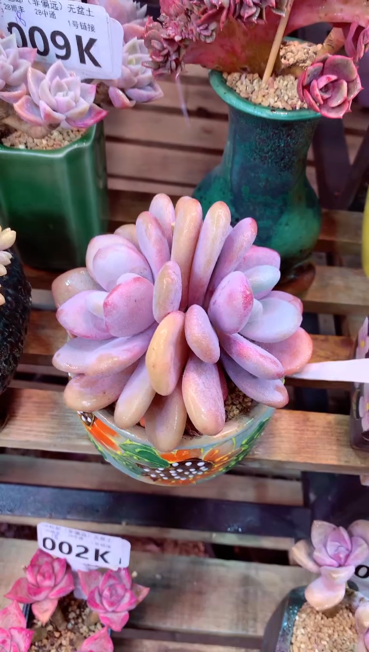 011K（一物一拍，精品多肉，所见即所得 ）