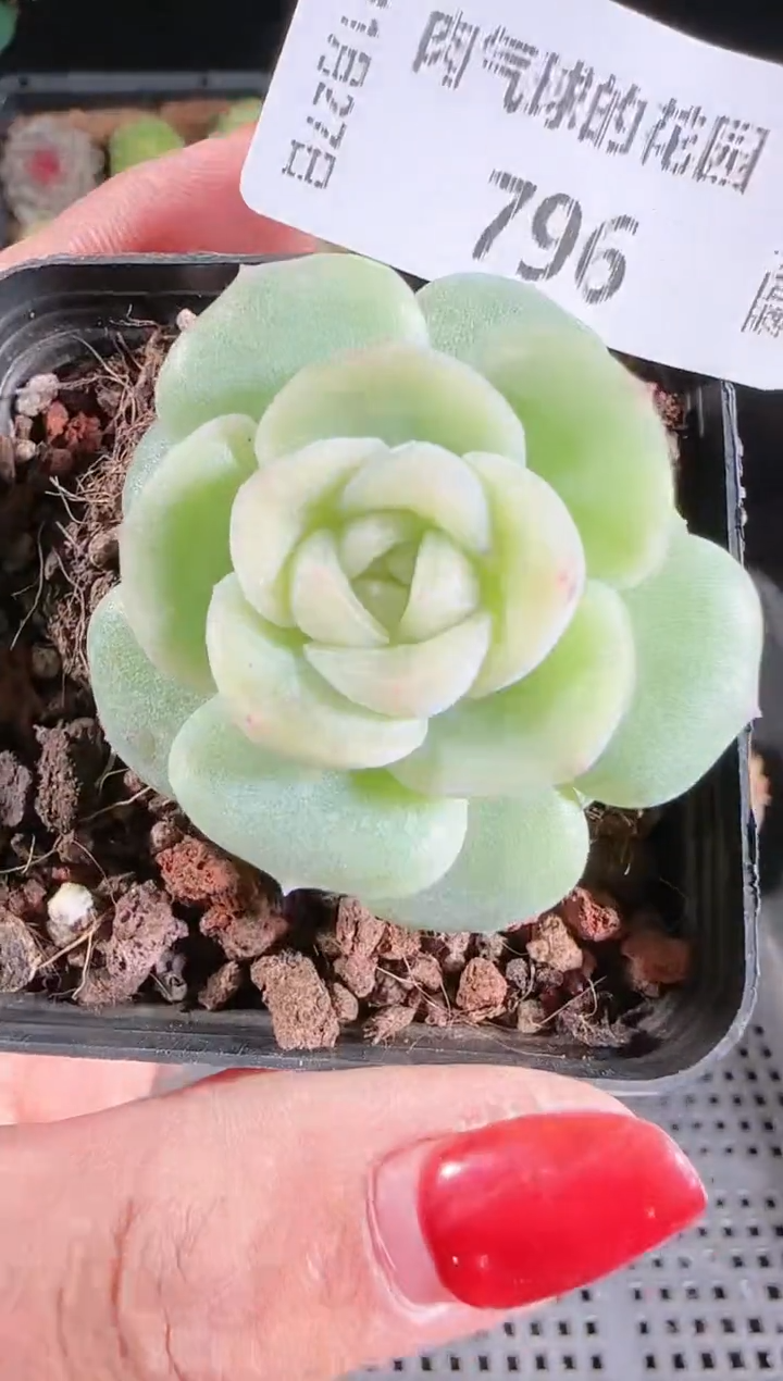 1127-796冰心27群生不包整 