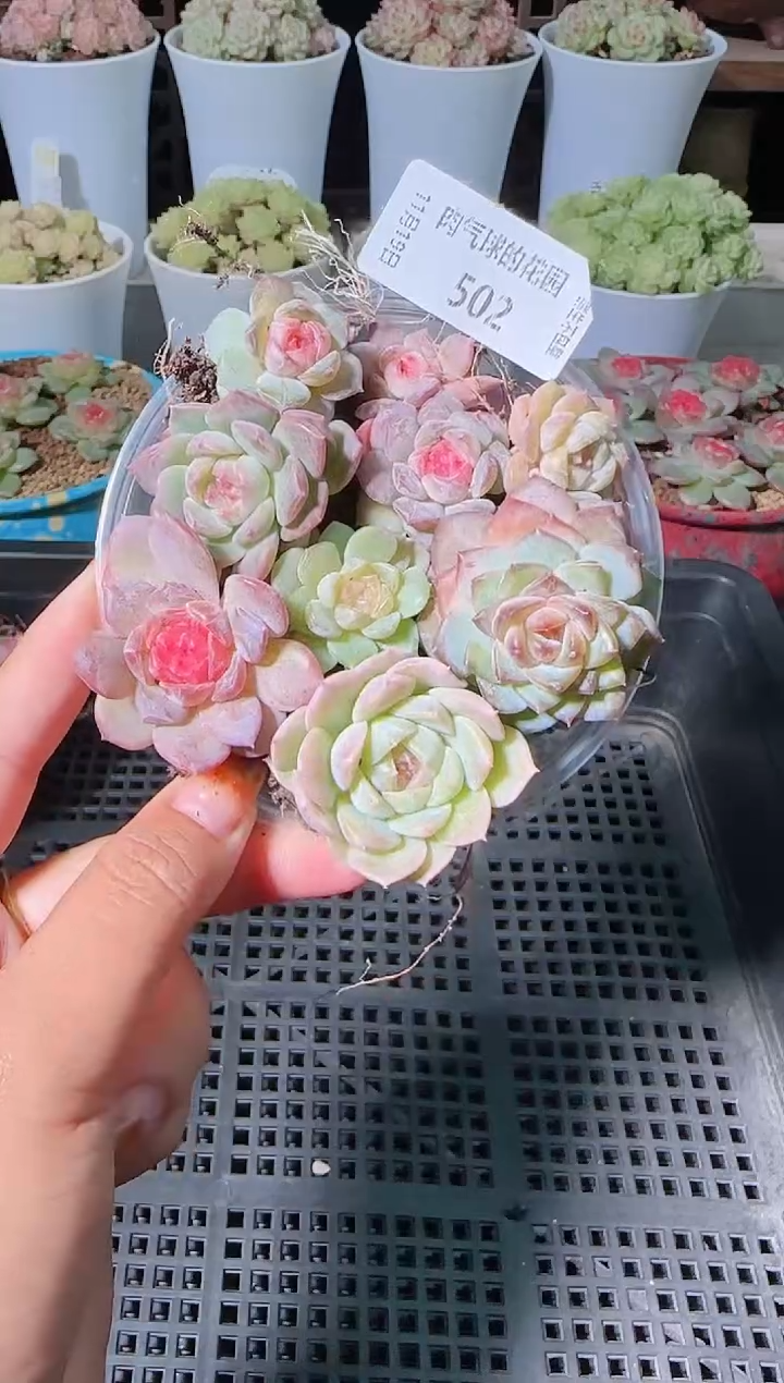 1119-502切糕麦秆群生不包整