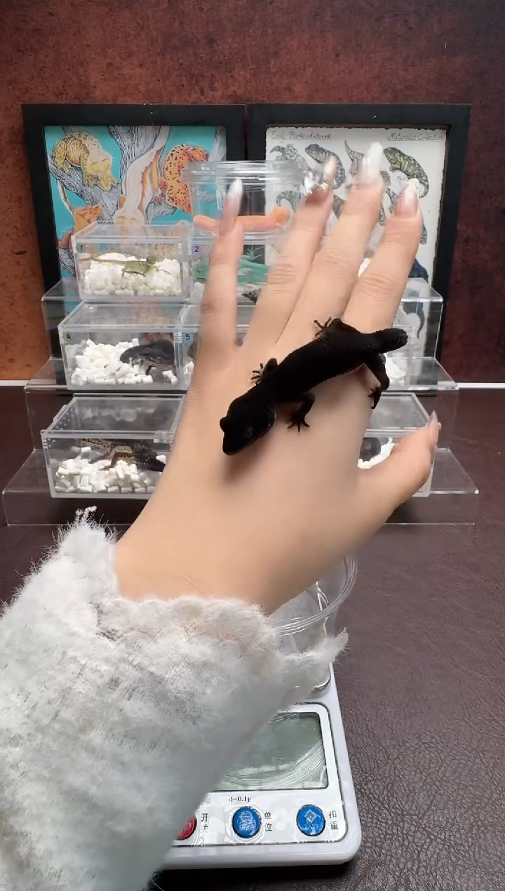 豹纹守宫鳞与尾 Scale Tail 爬宠黑夜2