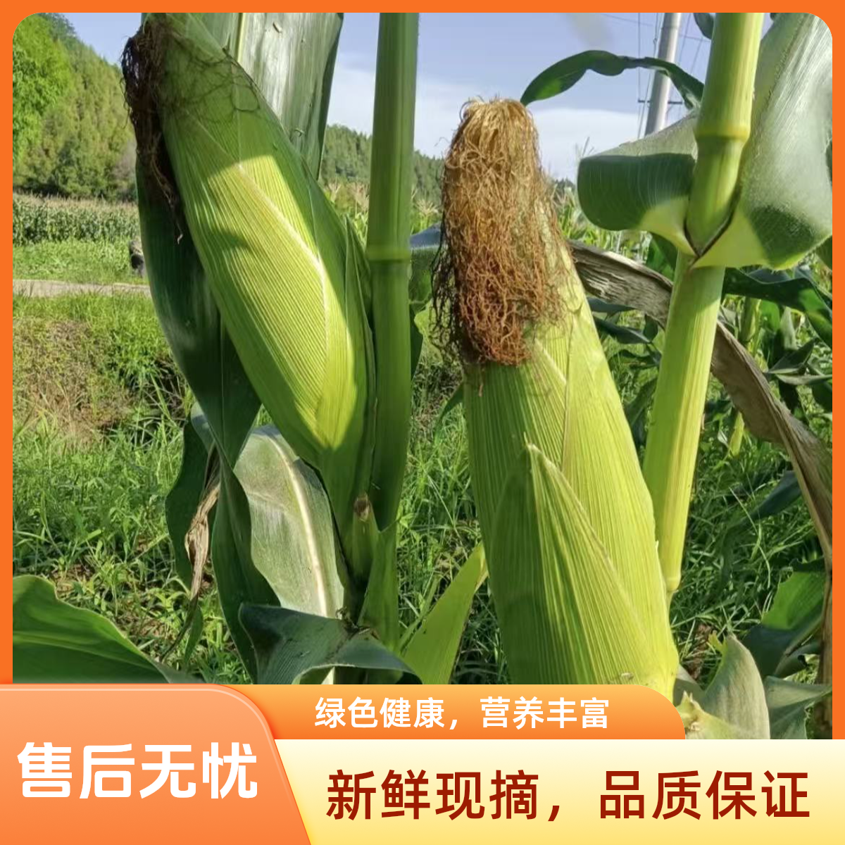 【顺丰包邮】粤北高山地区农家种植甜玉米水果玉米新鲜现摘现发广东省