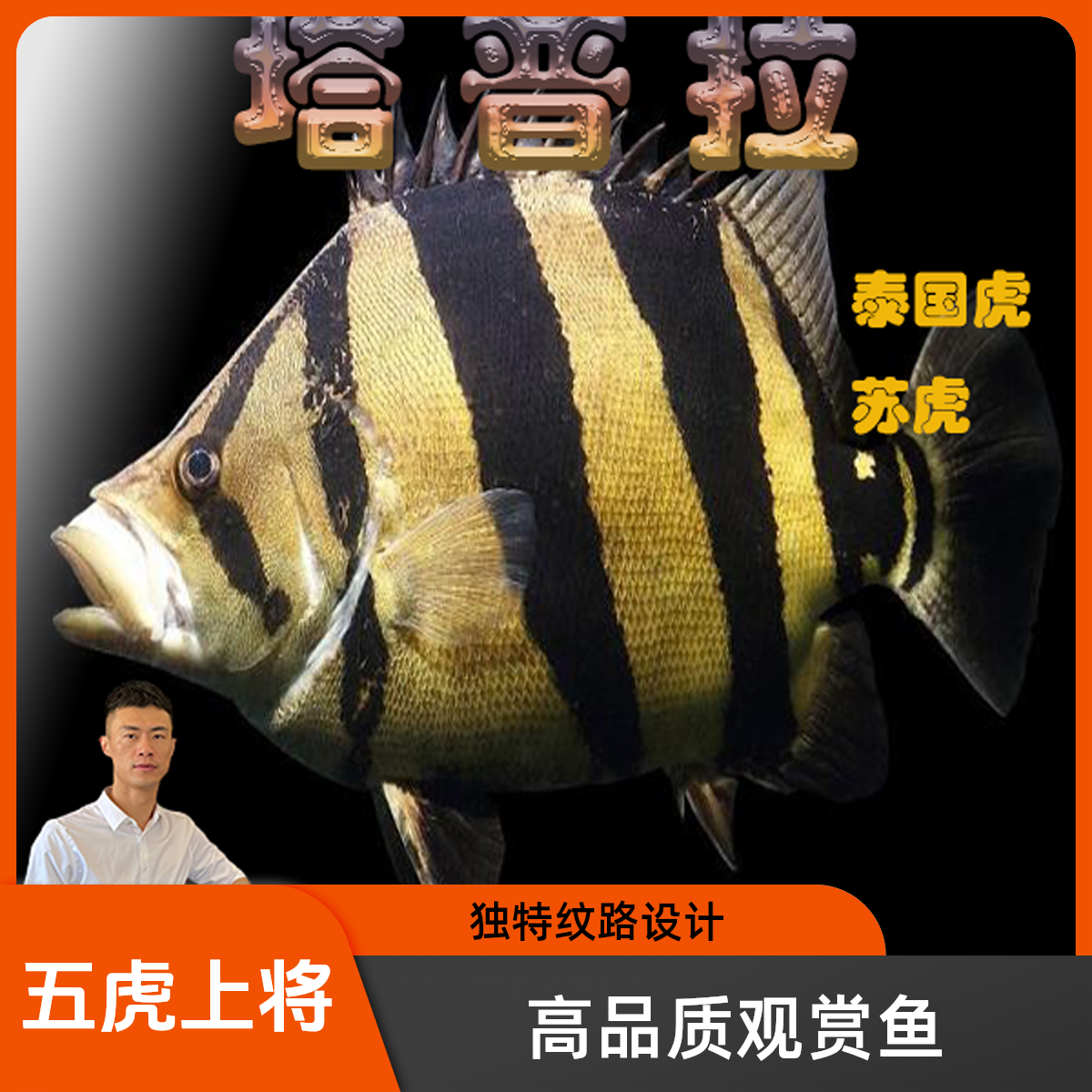 塔普拉五虎上将直播间一口价不包邮包损包活模板