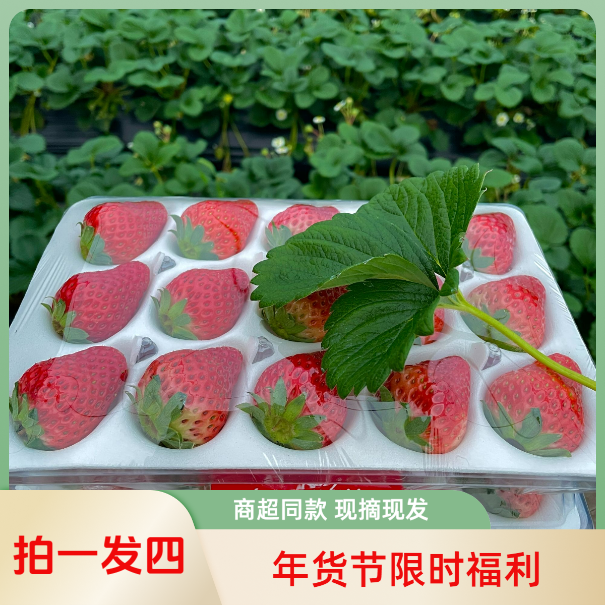 商超同款【明日到】精品四川红颜草莓大果系带亮盒送礼推荐300g*4盒装99红颜四川省