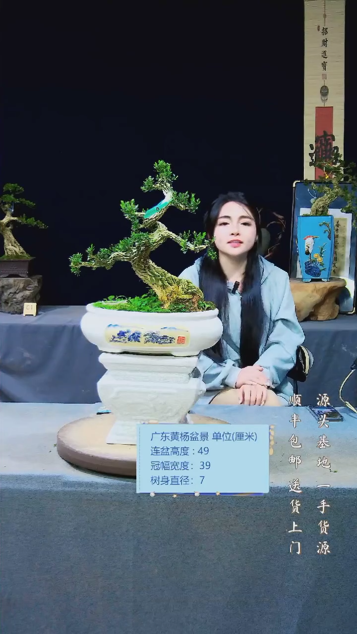 【闪购商品】黄杨盆景黄杨盆景