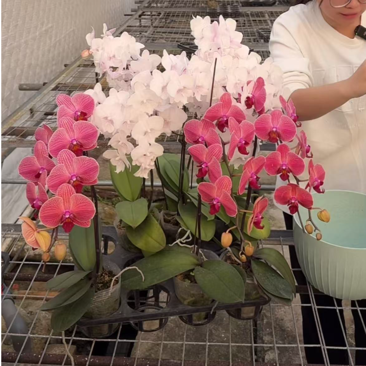 蝴蝶兰 一物一拍 标号：5