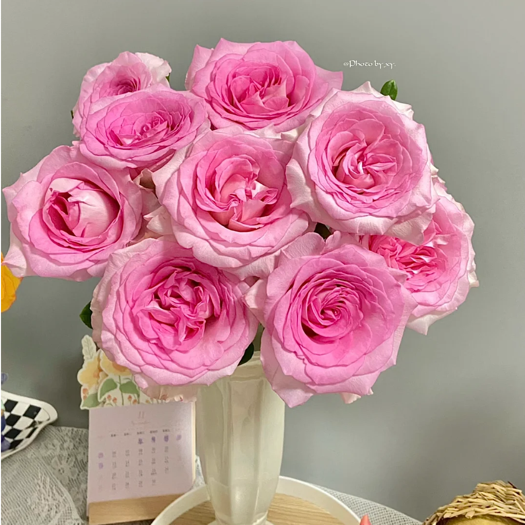 【超值爆款】【洛神玫瑰】云南鲜花 全店任意两件包邮送货上门粉