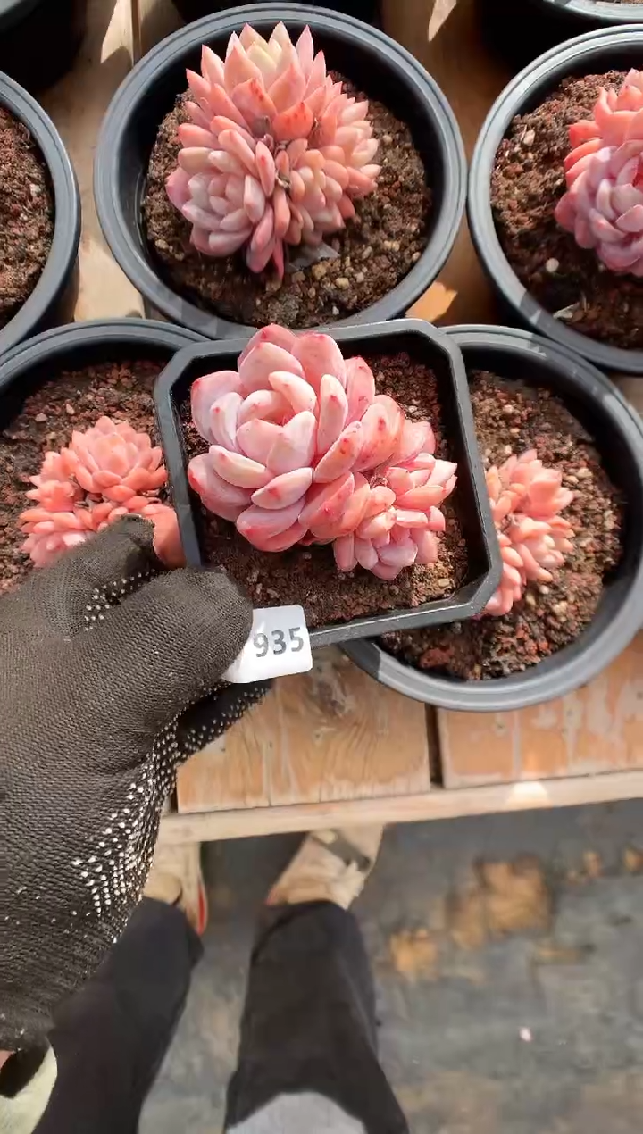 【闪购商品】935雪天使一物一拍