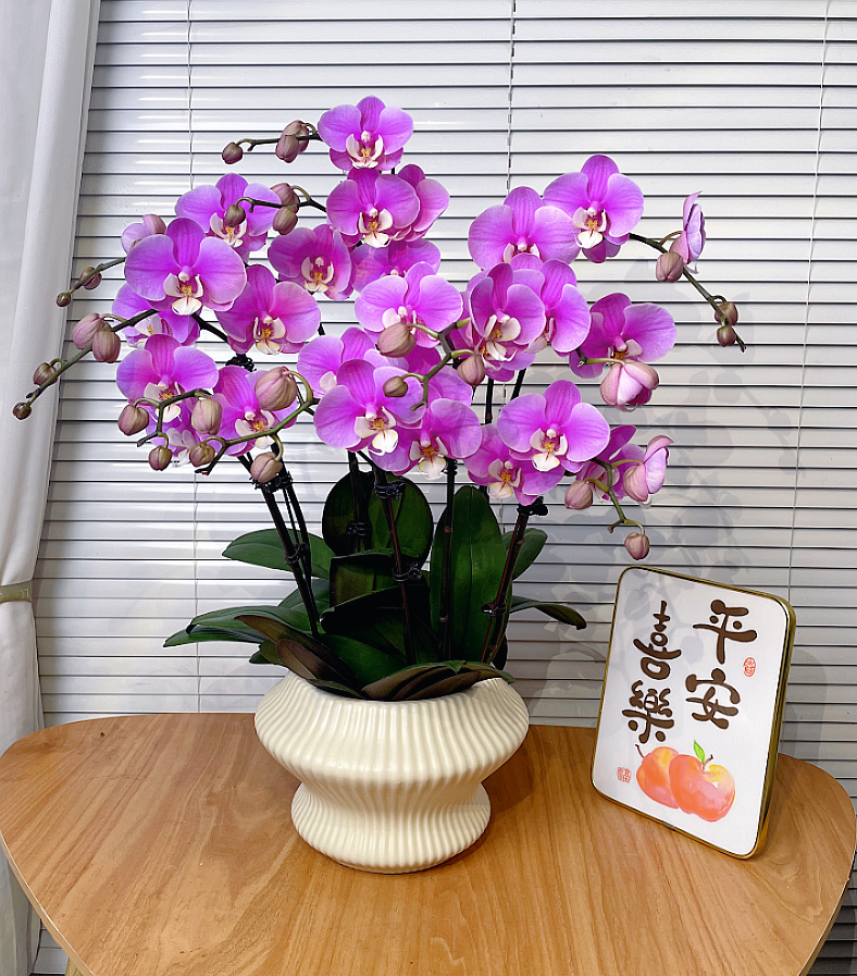 【安娜-蝴蝶兰】高端鲜花 送礼 家居摆件 易养花期长 基地直发