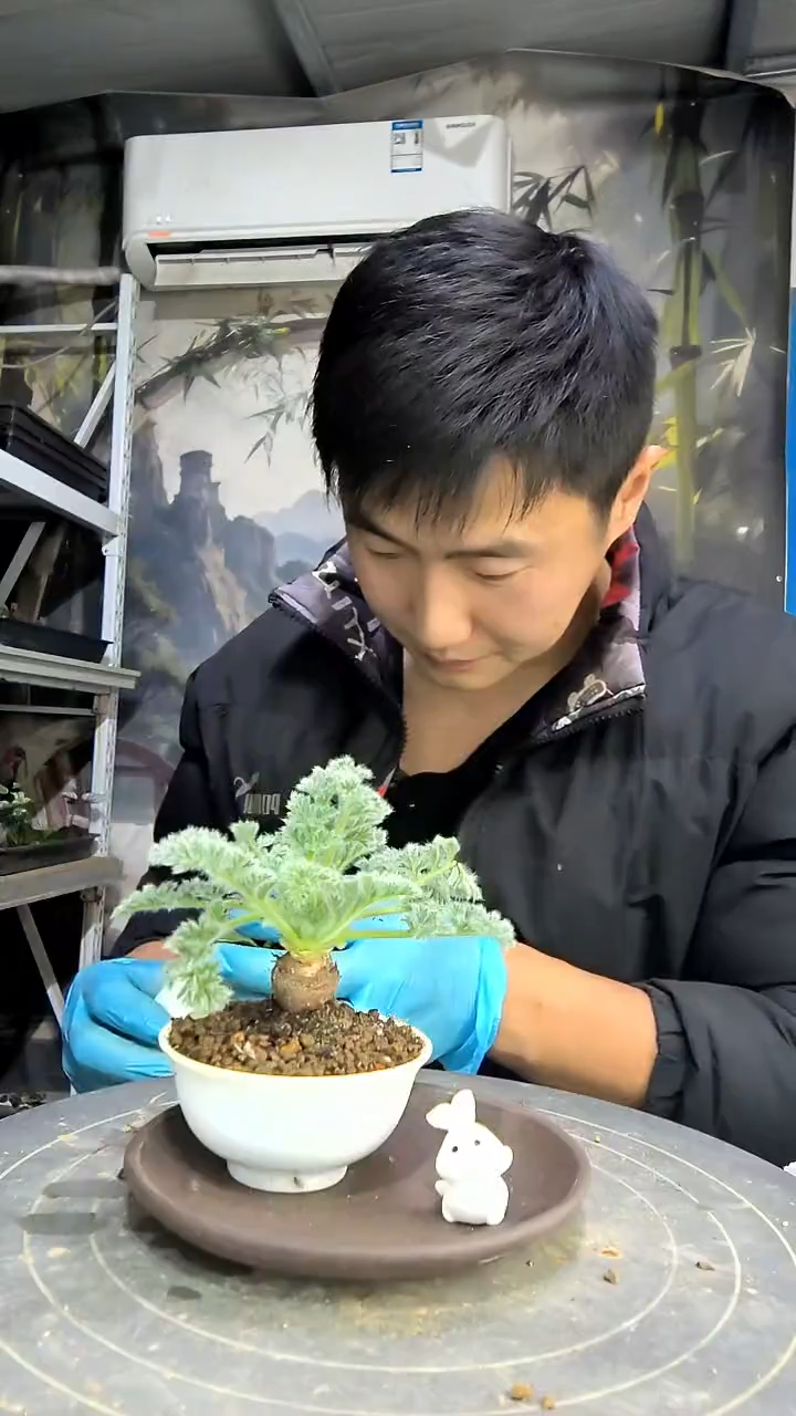 ?**y中青园艺一物一拍花190