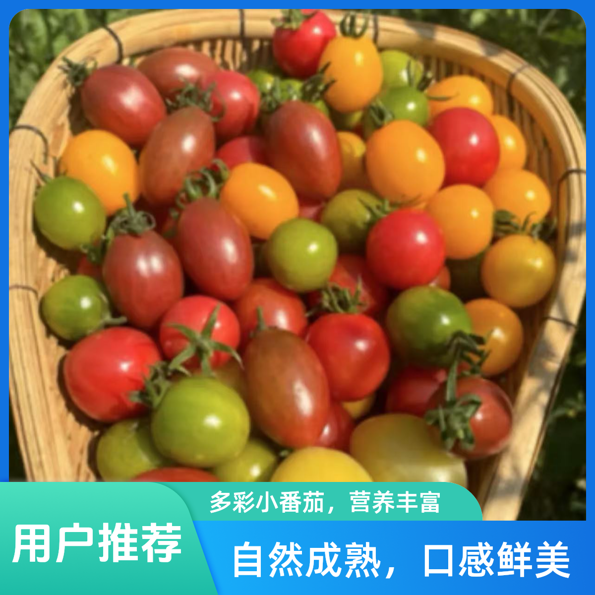 上海东典自家种植三色番茄龙珠番茄千禧圣女果上海市上海市