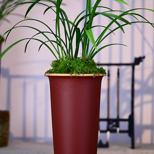 建兰【如意红梅】高端紫砂盆栽好种好 室内外好养易活盆栽