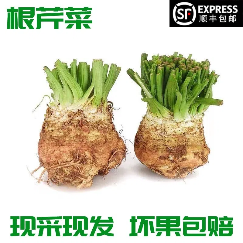【地中海根芹】新鲜芹菜根celeriac根芹球欧洲芹菜根当季蔬菜